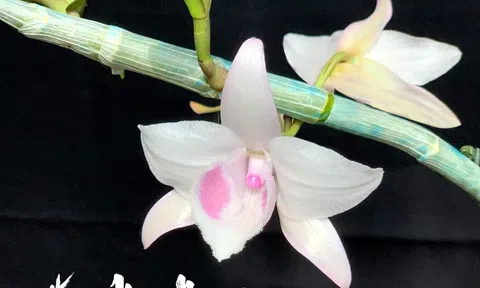 Vẻ đẹp quyến rũ của một bông hoa Phi điệp đột biến nằm ở đâu?