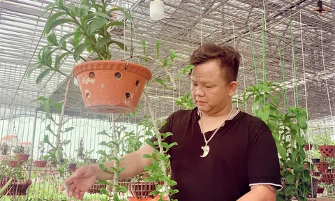 Nghệ nhân Nguyễn Đăng Ghin (Phú Xuyên - Hà Nội) chia sẻ về lợi ích của thú chơi hoa lan
