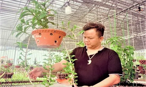 Nghệ nhân Nguyễn Đăng Ghin: Thị trường hoa lan sớm sôi động trở lại