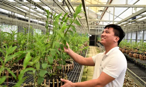 Thị trường hoa lan hậu COVID19: Hướng đi nào cho sự phát triển bền vững?