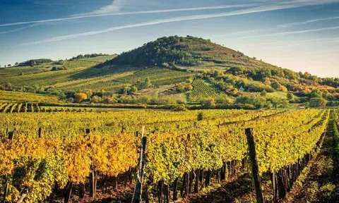 NỀN KINH TẾ NÔNG NGHIỆP HUNGARY – THẾ MẠNH VÀ NHỮNG CON SỐ