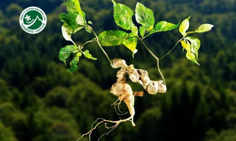 Món quà tặng dịp tết mang nhiều giá trị cho sức khoẻ