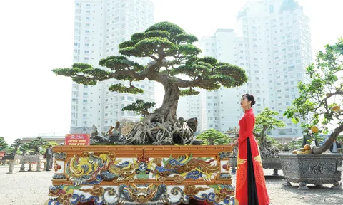 Những cây cảnh quý hiếm hội tụ về Hà Nội