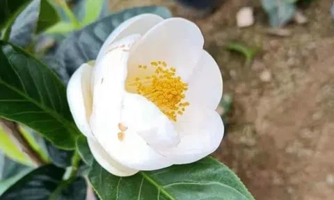 Nhà báo Vương Xuân Nguyên giải mã cơn sốt hoa Bạch Hải Đường