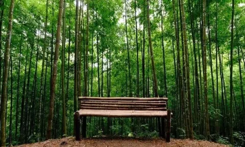 Rừng trúc Mù Cang Chải - địa điểm check in đẹp không khác gì trong phim kiếm hiệp