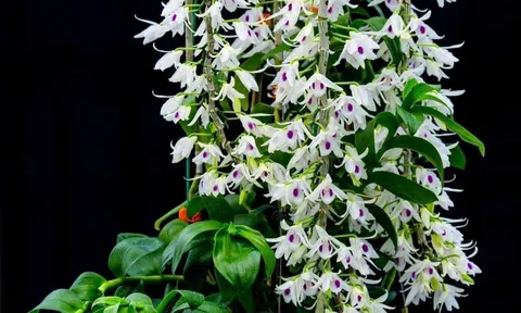 Độc đáo Ngày hội hoa Lan Việt Nam tại Hà Nội