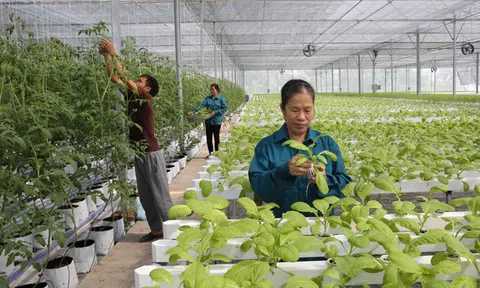 Vai trò của HTX nông nghiệp kiểu mới trong phát triển kinh tế tập thể trên địa bàn thành phố Hà Nội