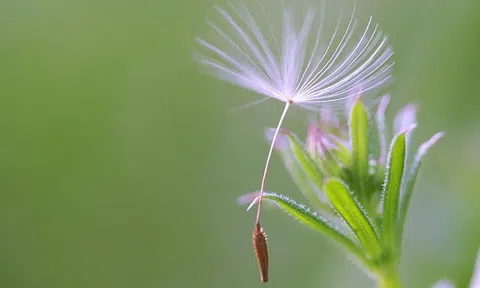 Thơ tình Tóc Nâu Hoạ Mi