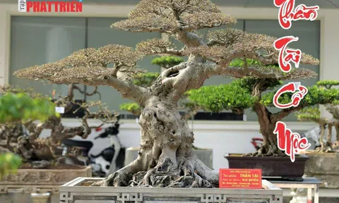 Tôn vinh những giá trị cây cảnh nghệ thuật thông qua nền tảng số