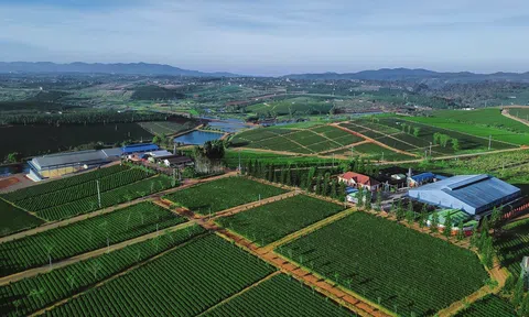 Trà Oolong Tam Dương - thức uống thượng hạng cho người sành trà