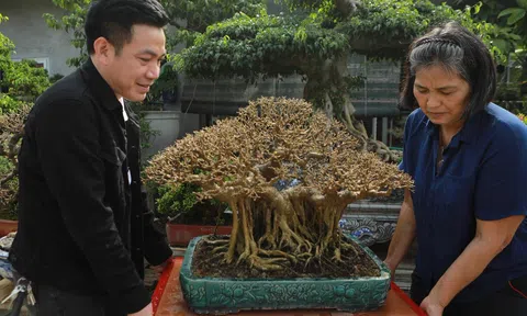 Cây sanh An Phúc: Một siêu phẩm dáng làng của nghệ nhân Nguyễn Thị Hiện