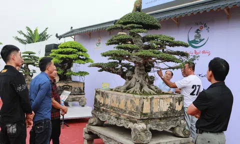 Hội tụ những kiệt Cây cảnh nghệ thuật tại Thủ đô năm 2024