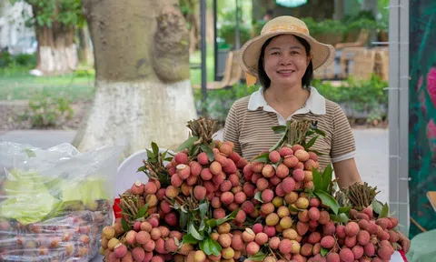 Mùa thu hoạch vải chín sớm Phù Cừ