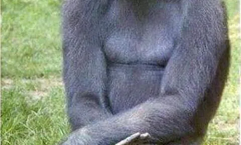 Mấy mùa gió bấc