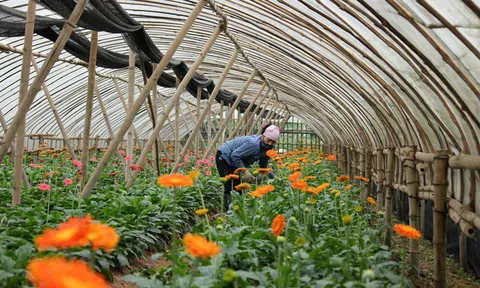 Phát triển sản xuất hoa, cây cảnh gắn với xây dựng nông thôn mới, đô thị văn minh