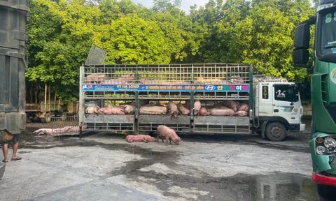 Phòng CSGT Công an tỉnh Tuyên Quang: Bắt giữ hơn 7 tấn lợn bị dịch tả Châu Phi