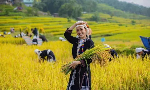 Hồng Thái - Sắc vàng ruộng bậc thang và du lịch cộng đồng hấp dẫn tại Tuyên Quang
