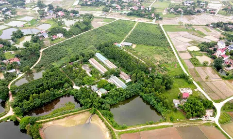 Bắc Giang:  Măng Lục Trúc, hướng phát triển kinh tế nông thôn mới 