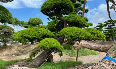 Tìm hiểu về giá trị cốt lõi của cây Tùng La Hán