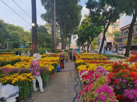 5 loài hoa nên cân nhắc khi trưng bày dịp Tết: Đẹp chưa chắc đã phù hợp cho không gian kín