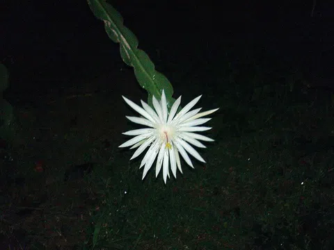 Kadupul – Loài hoa vô giá chỉ nở một lần trong đêm và không thể mua bằng tiền