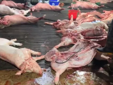 Góc nhìn văn hoá: Thêm hồi chuông cảnh tỉnh đạo đức và quản lý từ vụ “300 tấn thịt lợn bệnh” vào bếp ăn trường học