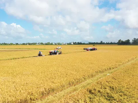 Góc nhìn văn hoá “Canh nông vi bản”: ĐBSCL và bước ngoặt 1 triệu ha lúa chất lượng cao, phát thải thấp