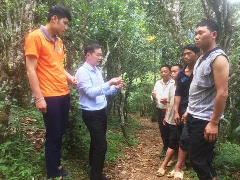 Hà Giang: Đồng Văn bảo tồn, phát triển vùng chè Shan tuyết Lũng Phìn