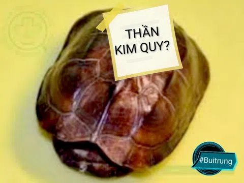 Thần Kim Quy?