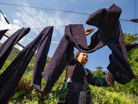 Lào Cai: Người Mông Sa Pa vào mùa thu hoạch cây lanh, dệt vải