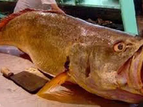 Loài cá cực hiếm và đắt đỏ nhất thế giới trị giá hơn 1 tỷ đồng