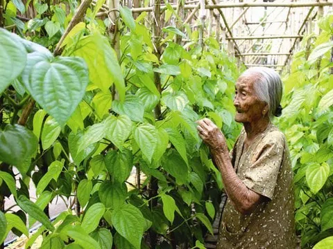 Nhớ nội