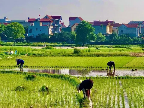 Cái ruộng ba bờ