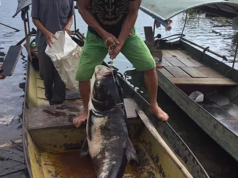 Ngư dân  bắt được cá mè "khủng" trên hồ thủy điện Tuyên Quang
