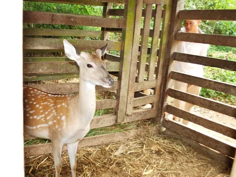 Hươu và nhung hươu