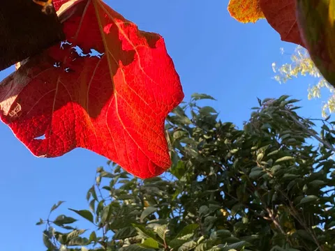 Lá nho dại cuối thu