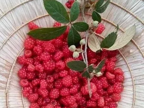 Đùm đũm- Thứ quà của núi!