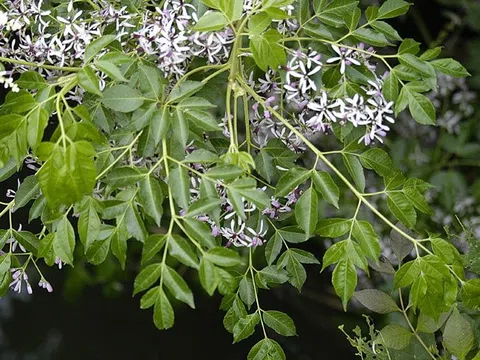 Hoa sầu đông