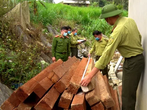 Hà Giang: Hạt kiểm lâm rừng đặc dụng Phong Quang thu giữ số lượng lớn gỗ nghiến trái phép