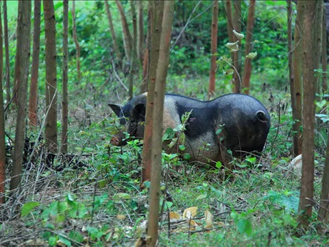 Ngôi mộ góc vườn