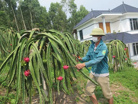 Vĩnh Phúc: Cựu chiến binh biến đồi cằn thành vườn cây quả ngọt