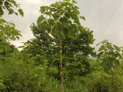 Sơn Đại Việt (DVG) hợp tác đầu tư cùng TCTC phát triển dự án 10.000ha trồng cây hông