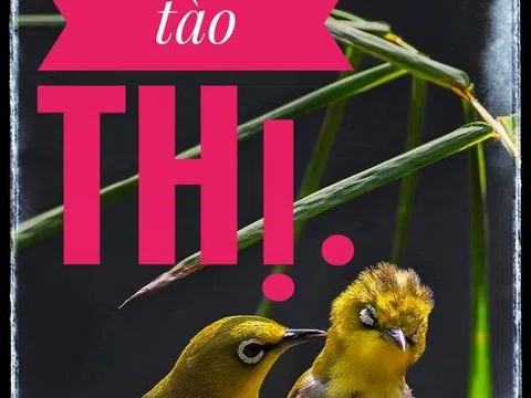 Nỗi oan Tào Thị