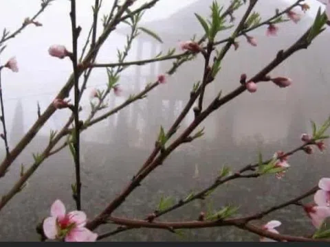 Sương xuân và hoa đào