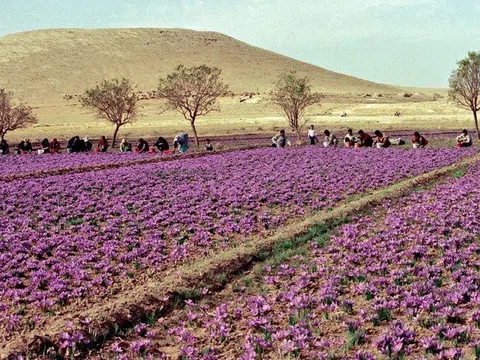 Saffron SALAM 5 năm tuổi bất ngờ lọt top 10 sản phẩm chất lượng năm 2021 do người tiêu dùng bình chọn