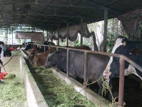 Tuyên Quang: Bảo vệ đàn gia súc trong giá rét ở Chiêm Hóa