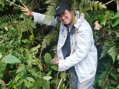 Tuyên Quang: Lâm Bình phát triển cây dược liệu dưới tán rừng