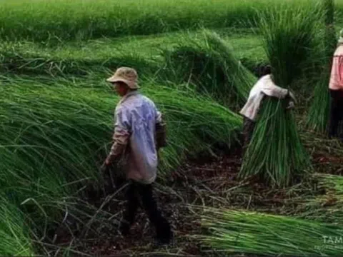 Nghề của làng tôi