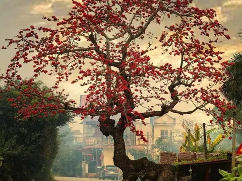 Câu chuyện ma mị về cây gạo gù