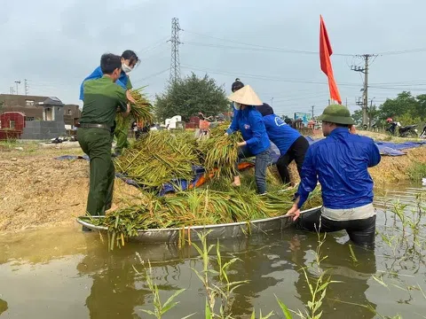 Vĩnh Phúc: Công an, đoàn viên thanh niên huyện Yên Lạc giúp dân gặt lúa bị ngập úng